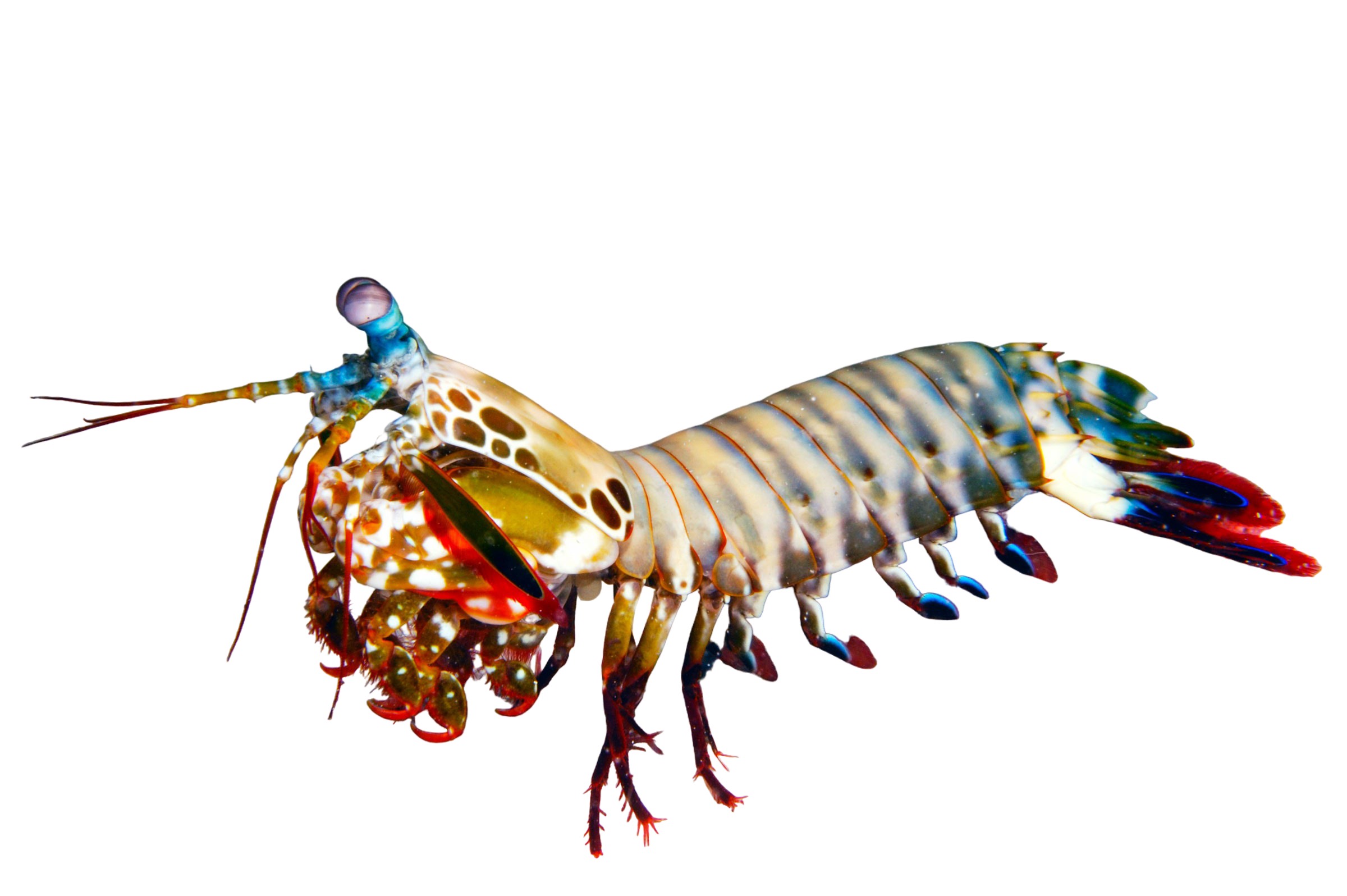Mantis Shrimp As Marine Pets in Thick Acrylic Tanks